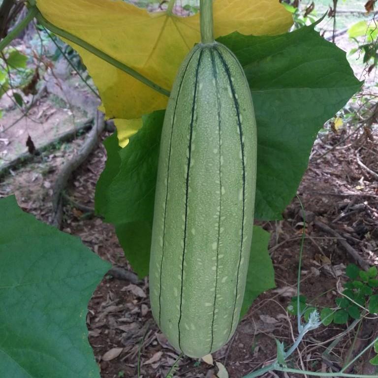 Loofah Luffa Tastic