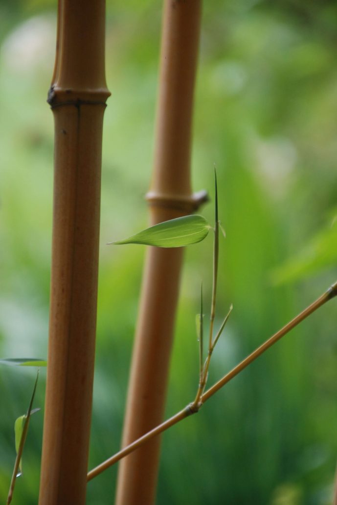 Bamboo Close Up